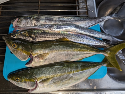 サゴシの釣果