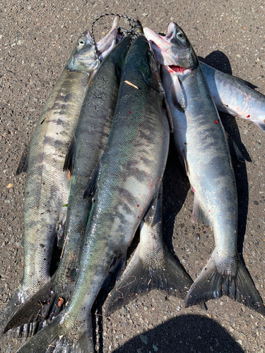 シロザケの釣果