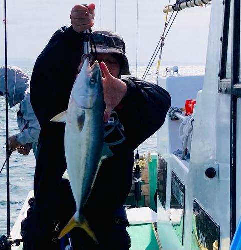 ハマチの釣果