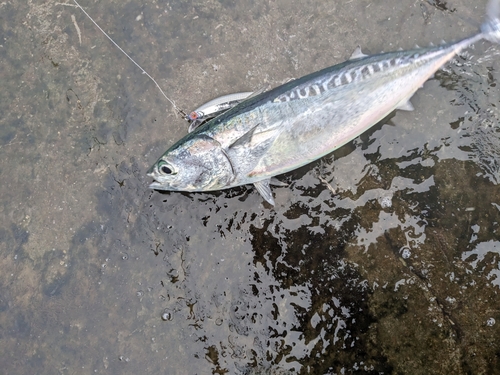 マルソウダの釣果