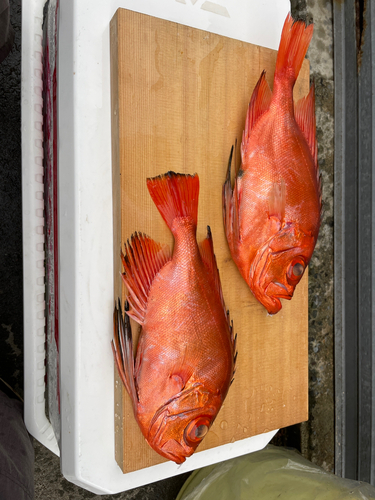 チカメキントキの釣果