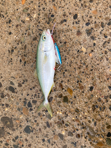 ワカシの釣果