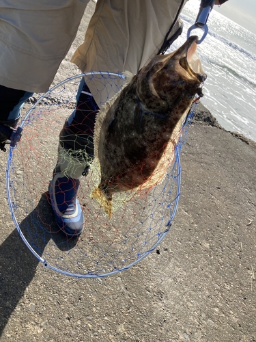 ヒラメの釣果