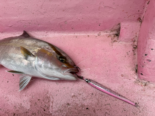 カンパチの釣果