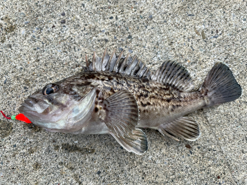 クロソイの釣果