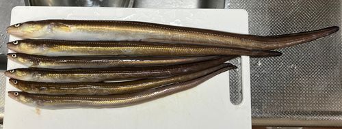 アナゴの釣果