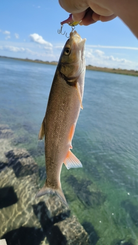 ウグイの釣果