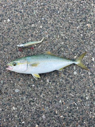 イナダの釣果