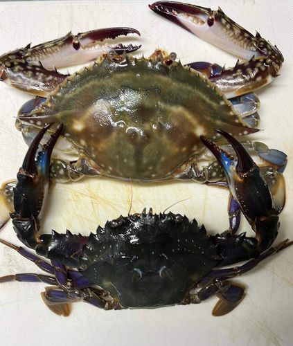 ワタリガニの釣果