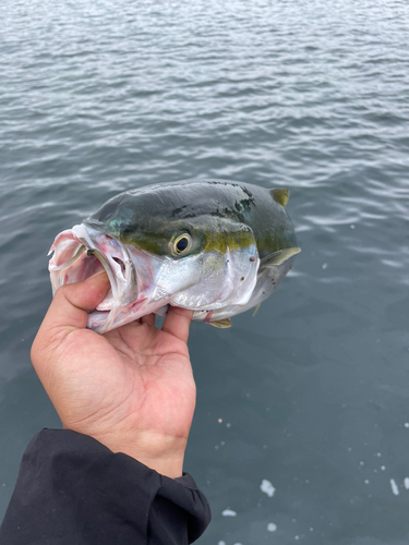 イナダの釣果