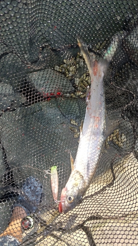 カライワシの釣果