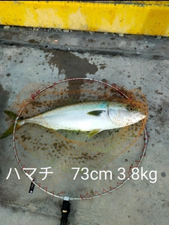 ハマチの釣果