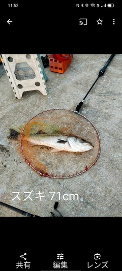 シーバスの釣果