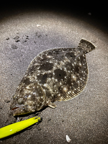 ヒラメの釣果