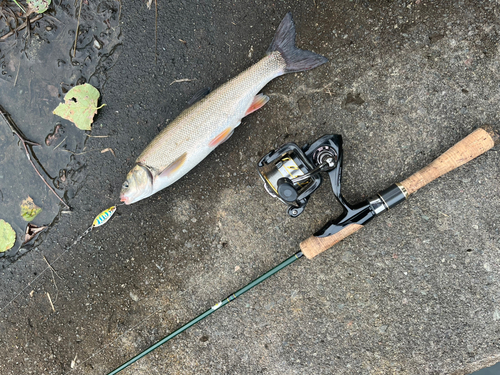 ヤマメの釣果