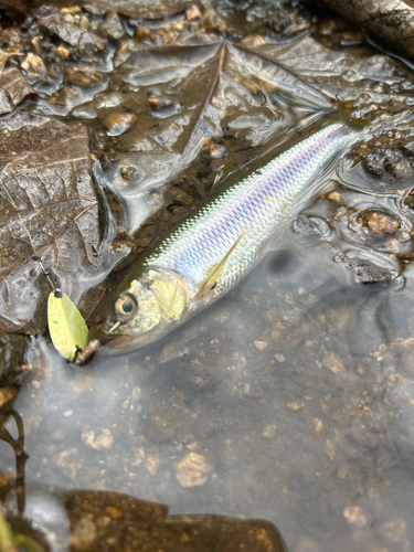 カワムツの釣果