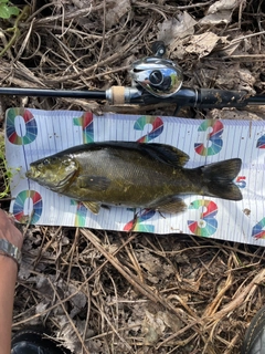 スモールマウスバスの釣果