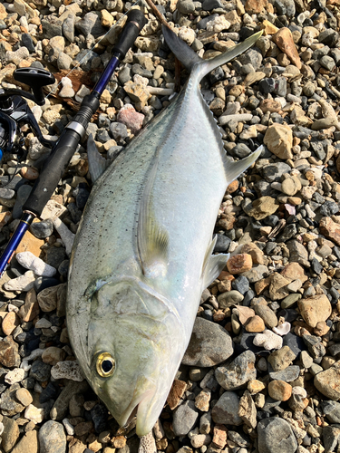 オニヒラアジの釣果