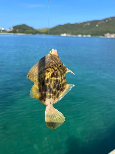 カワハギの釣果