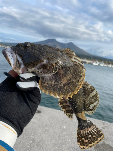 ギスカジカの釣果