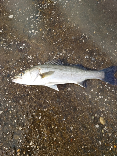 フッコ（マルスズキ）の釣果