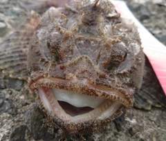 トウベツカジカの釣果