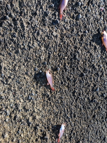 ネンブツダイの釣果