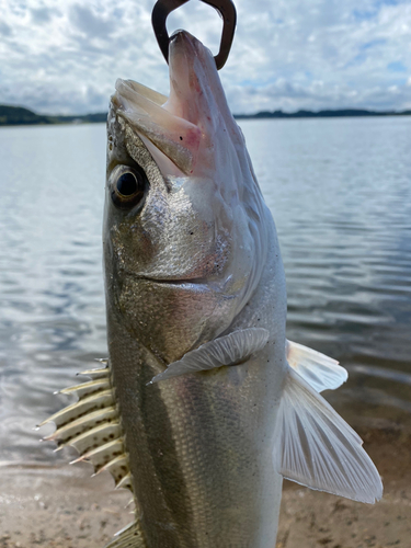 スズキの釣果