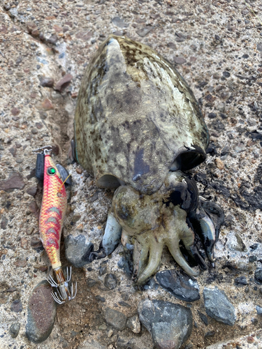 モンゴウイカの釣果