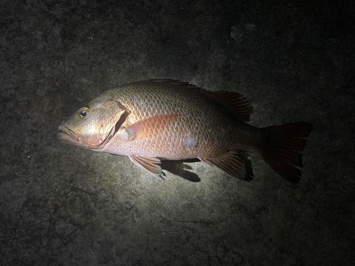 ゴマフエダイの釣果