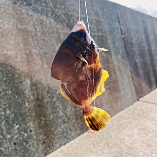 カワハギの釣果