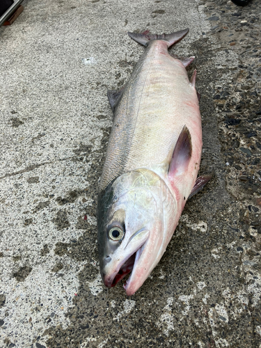 アキアジの釣果