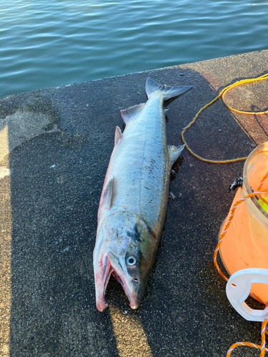 アキアジの釣果