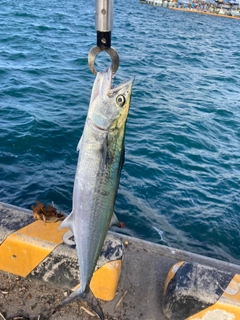 サゴシの釣果