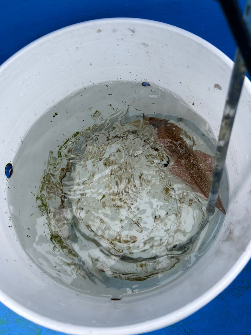 ボンビー釣りオヤジさんの釣果 1枚目の画像