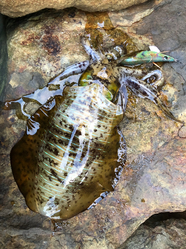 アオリイカの釣果