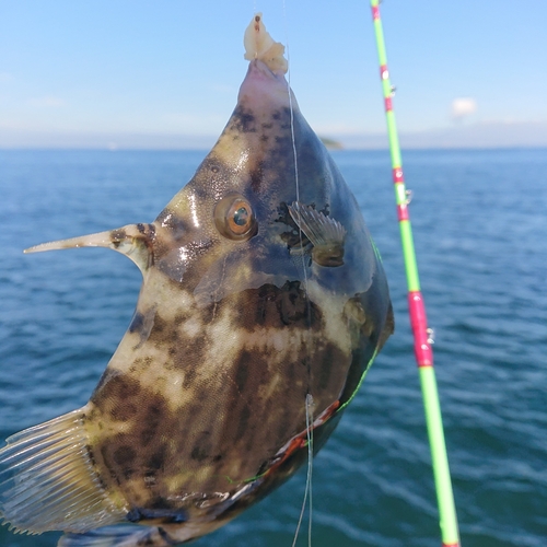 カワハギの釣果