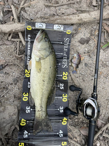 ブラックバスの釣果