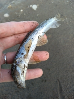 カマツカの釣果