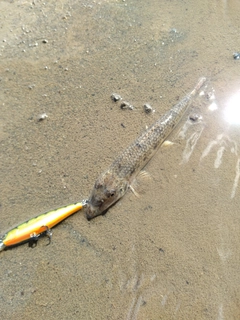 カマツカの釣果