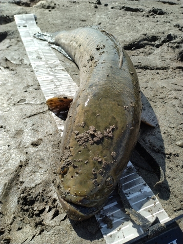 ライギョの釣果