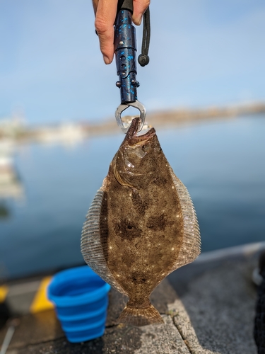 ヒラメの釣果