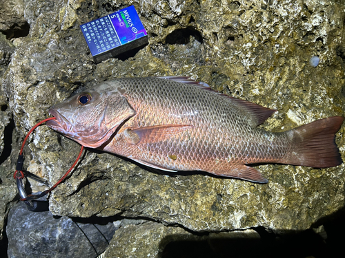 タマンの釣果