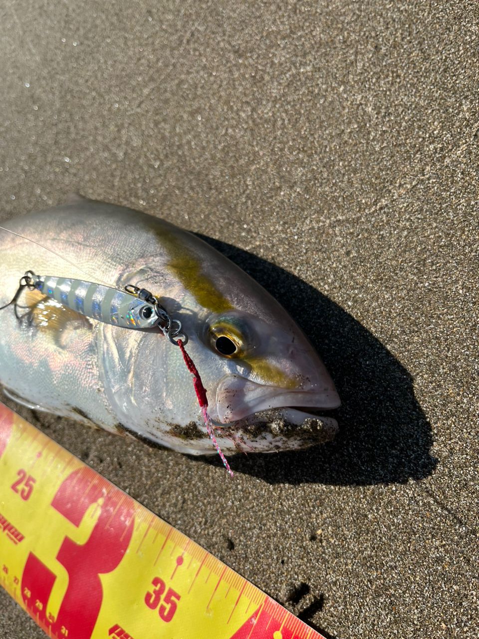 ネリゴ