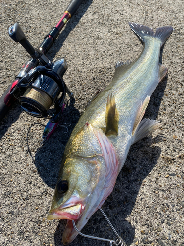 シーバスの釣果