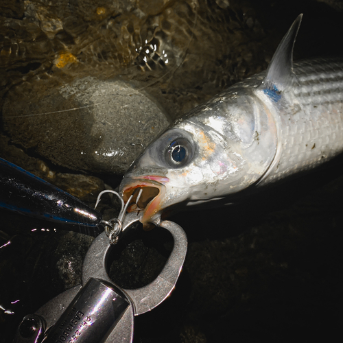 ボラの釣果