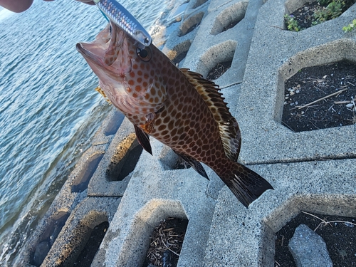 オオモンハタの釣果