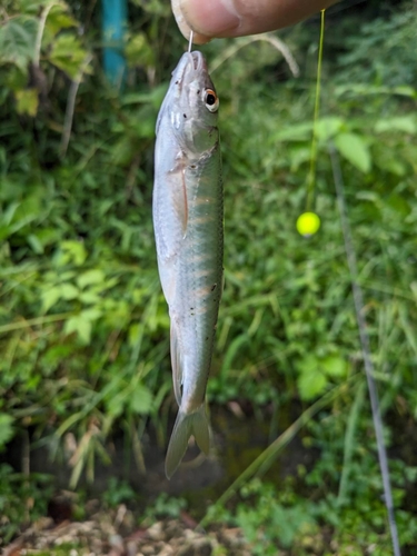 オイカワの釣果