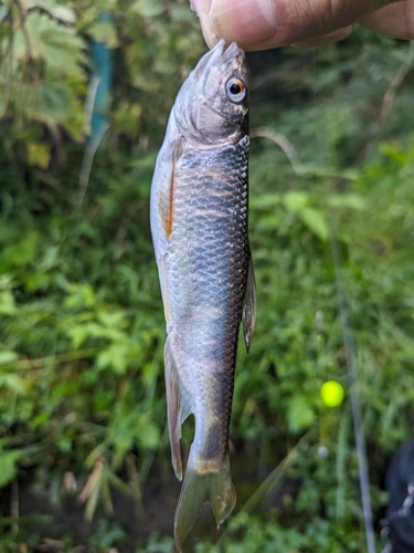 オイカワの釣果