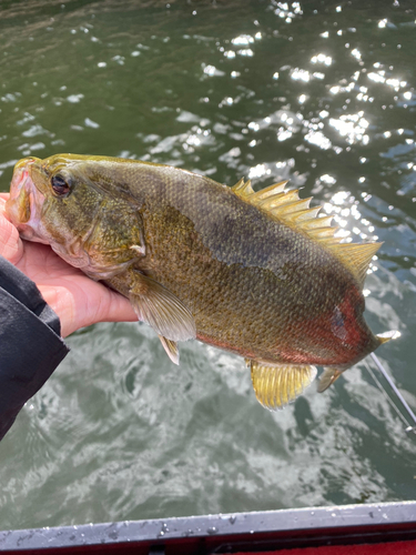 スモールマウスバスの釣果